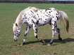 Appaloosa