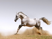 Cavallo bianco