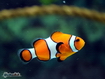 Sfondo: Clownfish