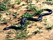 Sfondo: Cobra  della foresta