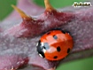 Coccinella