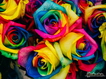 Sfondo: Colored Flowers