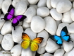 Colorful Butterflies