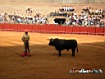 Sfondo: Corrida