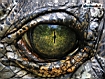 Sfondo: Crocodile Eye