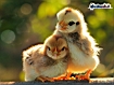 Cute Birds