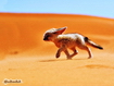 Sfondo: Desert Fox