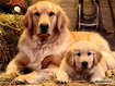 Sfondo: Dogs And Son