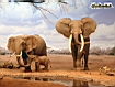 Elephant Family