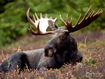 Elk