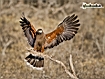 Falco in volo