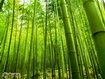 Foresta di bamboo