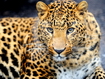 Giovane Leopardo