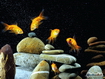 Sfondo: Goldfish
