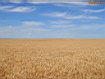 Campo di grano