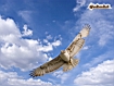 Falco