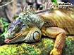 Iguana