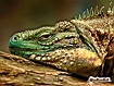 Iguana Face