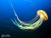 Sfondo: Jellyfish