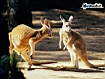 Kangaroo