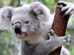 Sfondo: Koala