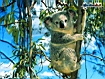 Sfondo: Koala