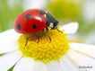 Sfondo: Ladybug