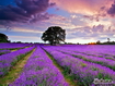 Sfondo: Lavender Field