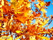 Sfondo: Yellow Leaves