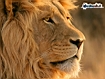 Lion Profile