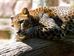 Leopardo