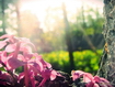 Sfondo: Lilac Flowers