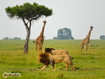 Sfondo: Masai Mara