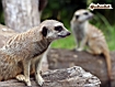 Meerkat