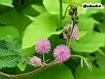 Sfondo: Mimosa Pudica