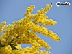 Mimosa in fiore