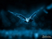 Sfondo: Night Owl