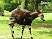 Okapi