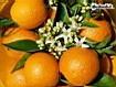 Sfondo: Oranges