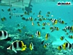 Sfondo: Yellow Fish