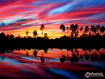 Palm Trees At Sunset