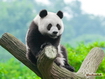 Sfondo: Panda On Tree
