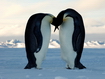 Bacio tra pinguini