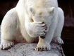 Polar Bear Funny