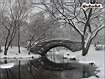 Central Park Bridge