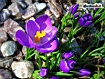 Purple Crocus