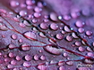 Sfondo: Purple Leaf