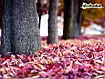 Sfondo: Purple Leaves