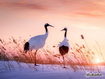 Sfondo: Red Crowned Crane