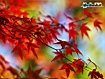 Sfondo: Red Leaves